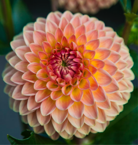 Blyton's Softer Gleem