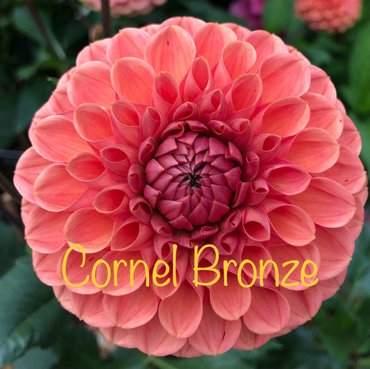Cornel Bronze