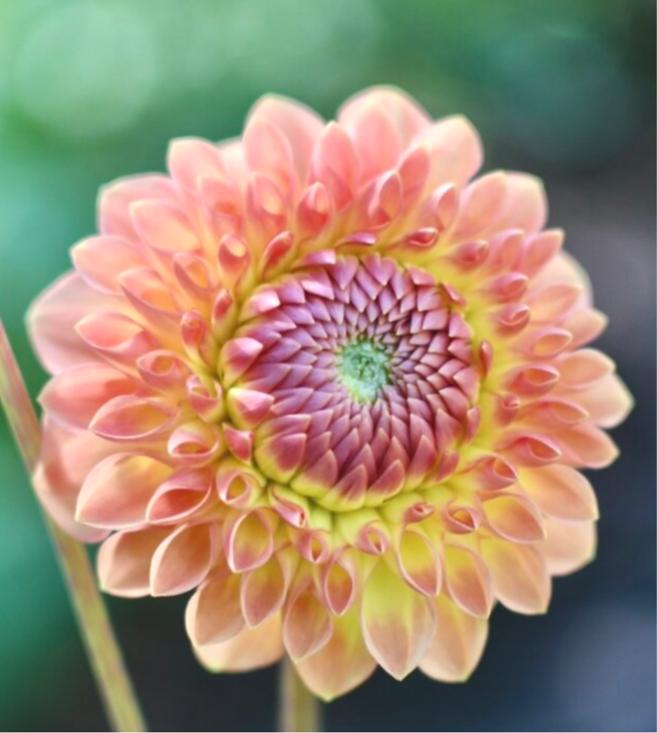 Blyton's Softer Gleem