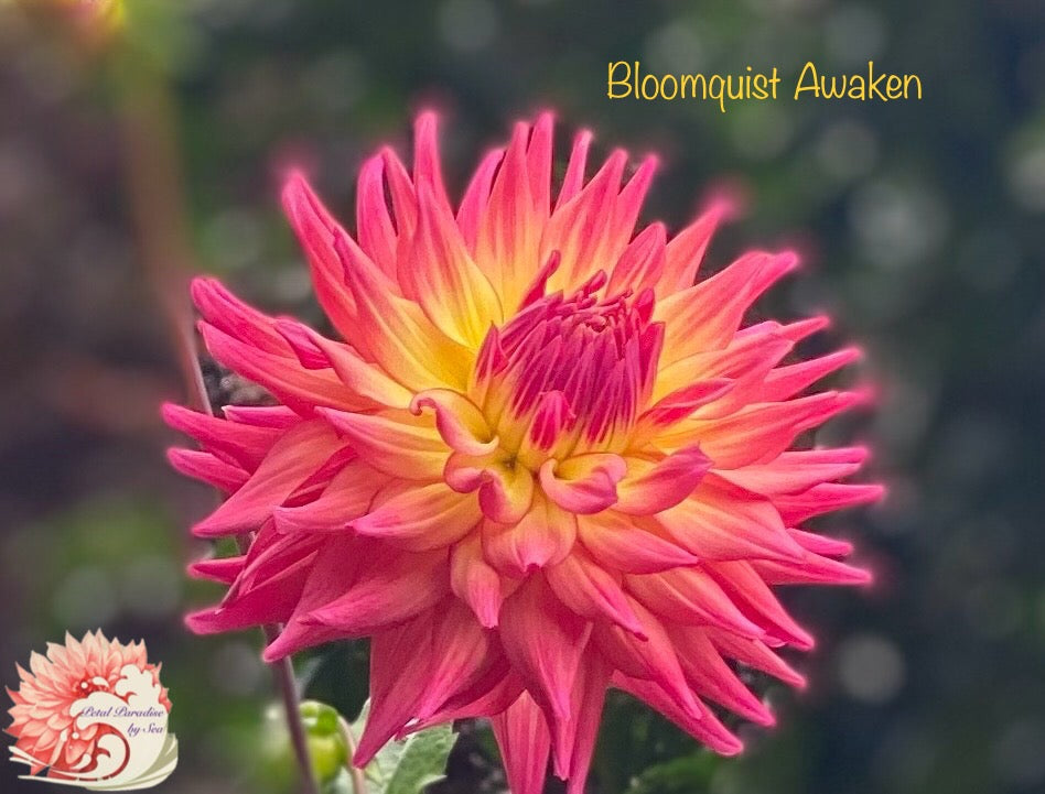 Bloomquist Awaken