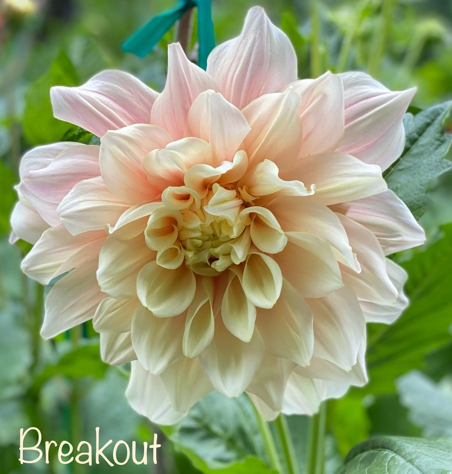 Breakout