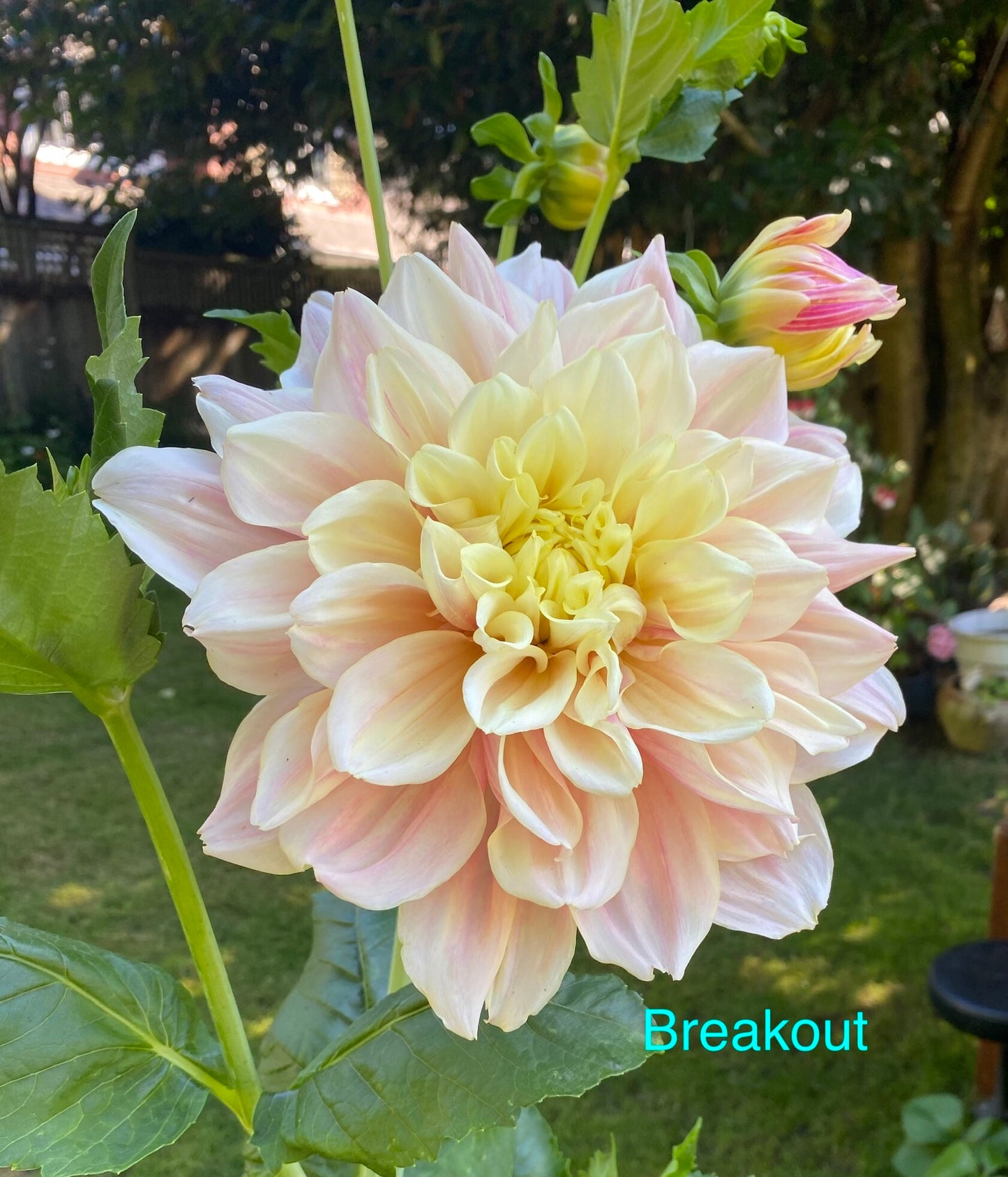 Breakout