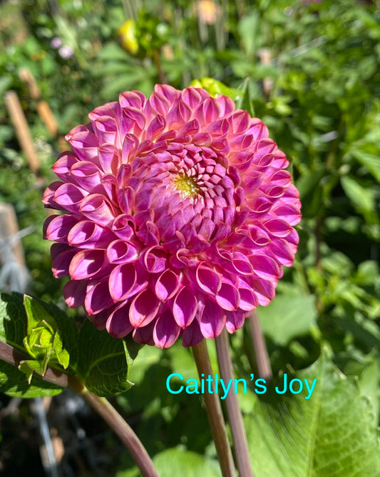 Caitlyn’s Joy