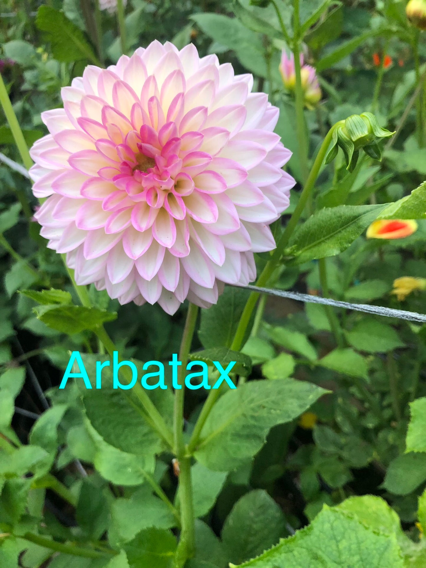 Arbatax